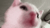 a close up of a pink cat 's face with its mouth open .