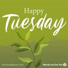 a green background with the words " happy tuesday "