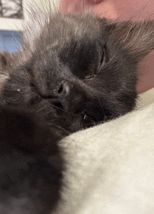 a close up of a gray cat sleeping on a blanket