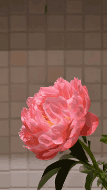 a close up of a pink flower with a tiled wall in the background