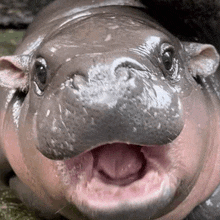 a baby hippopotamus is looking at the camera with its tongue hanging out .