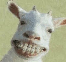 a white goat with braces on its teeth is smiling .