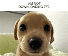 a picture of a puppy with the words i am not downloading tf2 below it