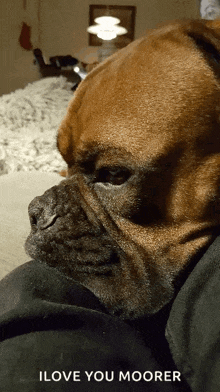 a brown boxer dog laying on a person 's lap with the words " i love you moorer " below it