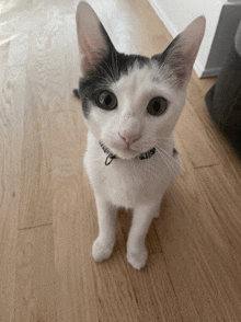 a black and white cat wearing a black collar is looking up at the camera