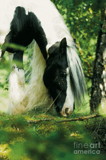 a black and white horse with a long mane is eating grass in the woods