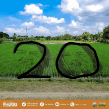 a picture of a rice field with the number 20 written on it