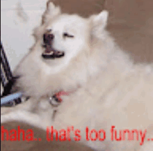 a picture of a dog with the words " haha that 's too funny " written on it