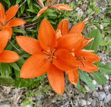 an orange flower with water drops on the petals