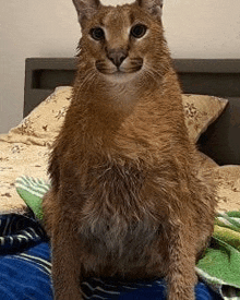 a close up of a cat sitting on top of a bed looking at the camera .