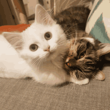 two cats laying on a couch one white and one brown