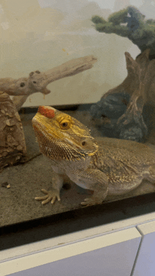 a lizard with a red spot on its nose is looking at the camera