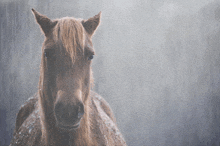 a brown horse is standing in the rain and looking at the camera