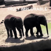 two baby elephants are standing next to each other with the words truly implorable behind them