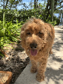 a small brown dog with its tongue out is standing on a sidewalk