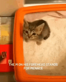 a kitten in a litter box with the words " the m on his forehead stands for menace " below it