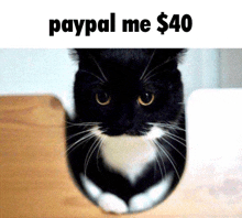 a black and white cat with the words paypal me $ 40 written above it