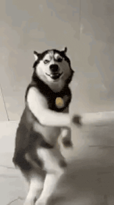 a husky dog is standing on its hind legs on a white floor .