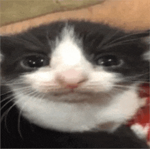a black and white kitten is looking at the camera with a funny face .