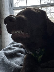 a close up of a dog 's mouth with its mouth open