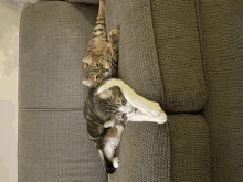 two cats are laying on a grey couch and one is playing with the other