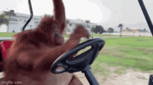 an orangutan is sitting in the driver 's seat of a golf cart and playing with the steering wheel .