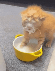 a kitten is drinking milk out of a yellow bowl .