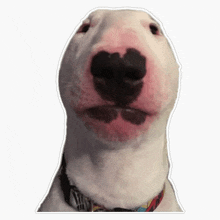 a close up of a bull terrier 's face with a collar on