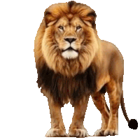 a lion with a long mane and tail is standing on a white background