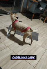 a dog wearing a pink sweater is standing on a tiled floor next to a cat and a sign that says cadelinha lady