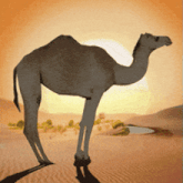 a camel stands in the desert near a small pool of water