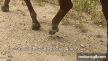 a close up of a horse 's legs with the words let 's go to the kendu racing flats below it