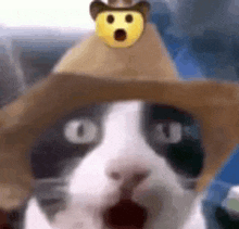 a cat wearing a cowboy hat and sunglasses is looking at the camera .