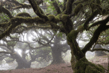 a tree with a lot of branches and leaves covered in moss