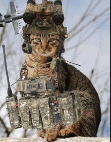 a cat is wearing a helmet and a vest that says jtag