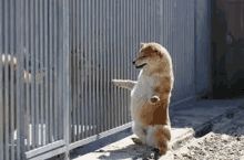 a shiba inu dog is standing on its hind legs in front of a metal fence .