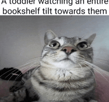 a toddler watching an entire bookshelf tilt towards them with a cat looking at the camera