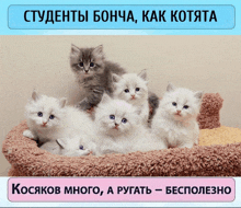 a bunch of kittens are sitting on a bed with a foreign language caption