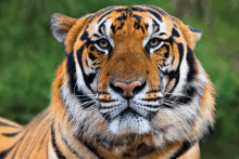 a close up of a tiger 's face against a green background