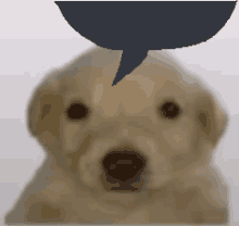 a dog with a speech bubble on its head