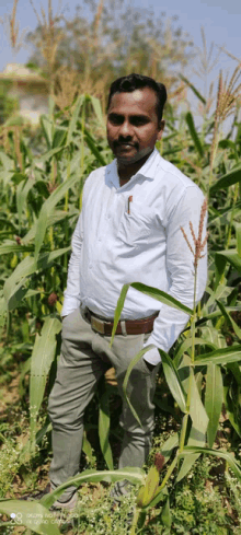 a man in a white shirt is standing in a corn field with his hands in his pockets