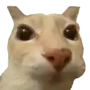 a close up of a cat 's face with a big nose .