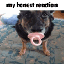 a dog with a pink pacifier in its mouth and the words my honest reaction above it