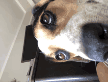 a close up of a dog 's face with a computer monitor in the background