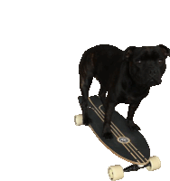 a black dog is standing on a skateboard with a sticker on it that says ' ollie ' on it