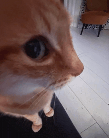 a close up of a cat 's face with a chair behind it