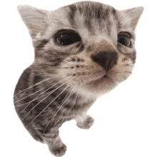 a close up of a kitten looking up with a white background