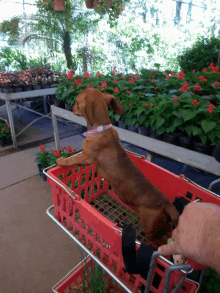 a small brown dog in a red shopping cart