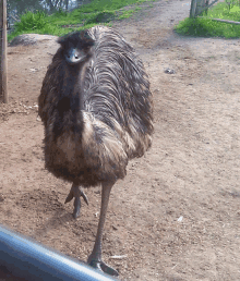 an ostrich standing on a dirt path with a fence in the background