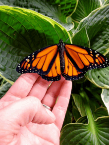 a person holding a butterfly in their hand with a green leaf in the background